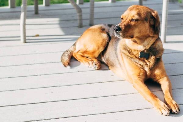 Dog laying on a bed.