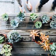 Succulents on a table.