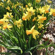 Yellow daffodils growing in a garden.