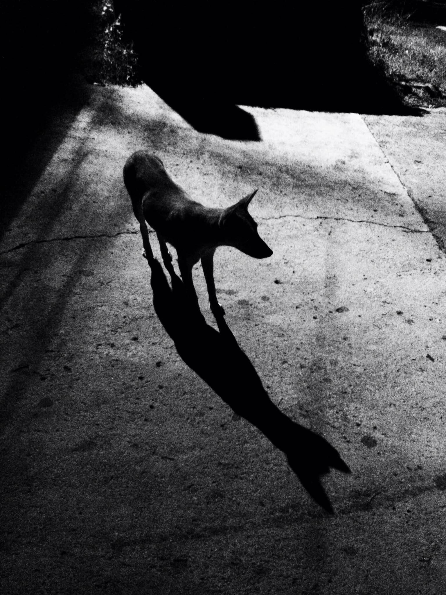 Dog in the night with a shadow.