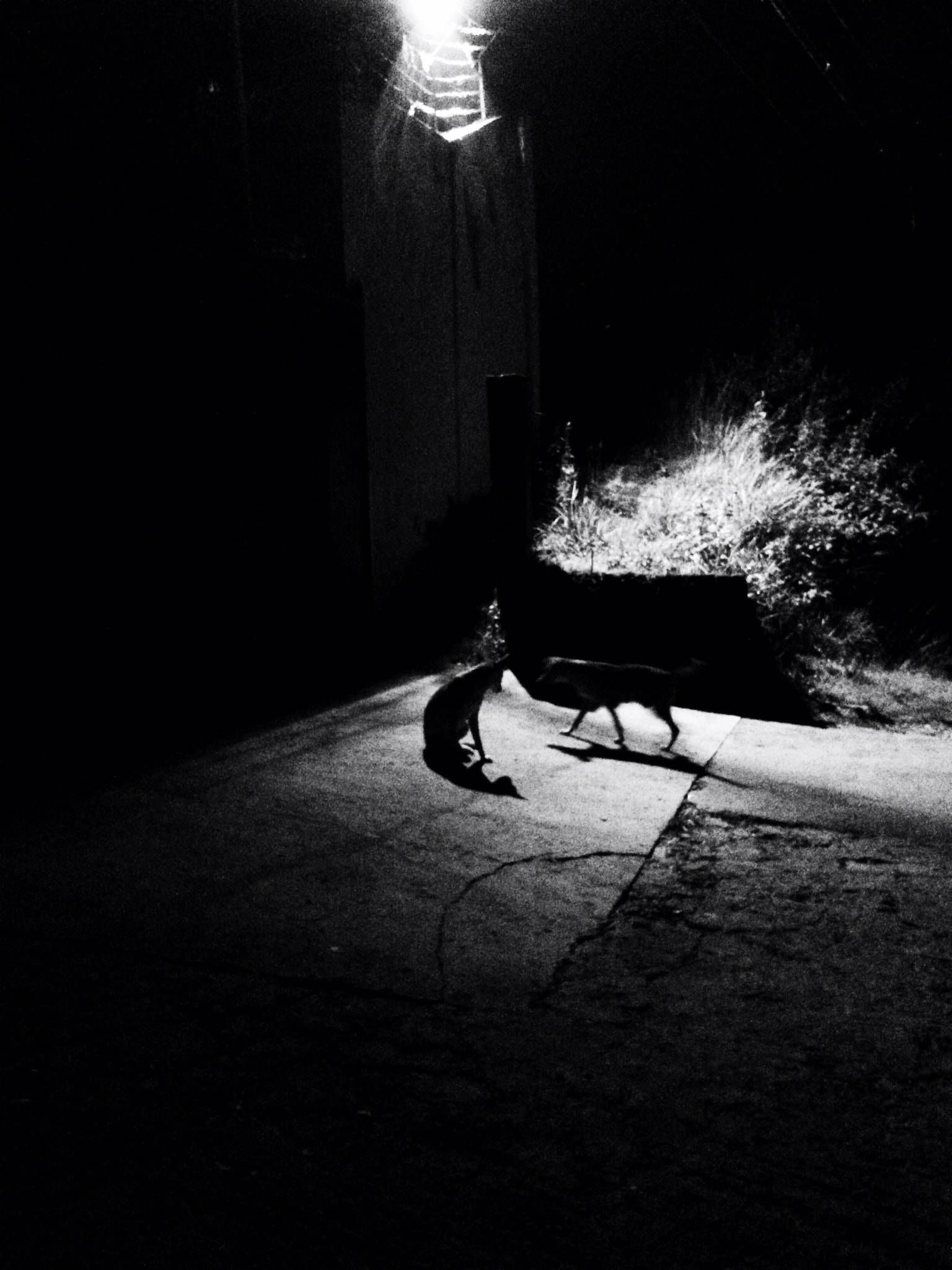 Dogs in the dark outside.