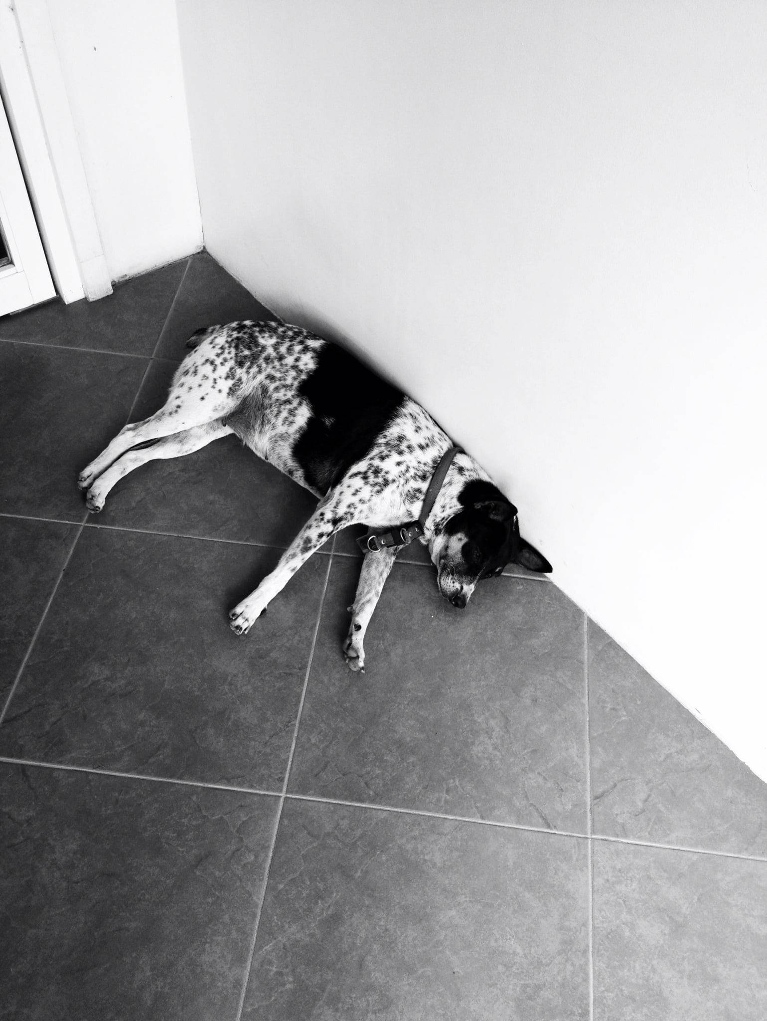 Black and white dog sleeping on a tile floor.
