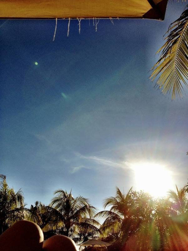 Sun shining through palm trees.