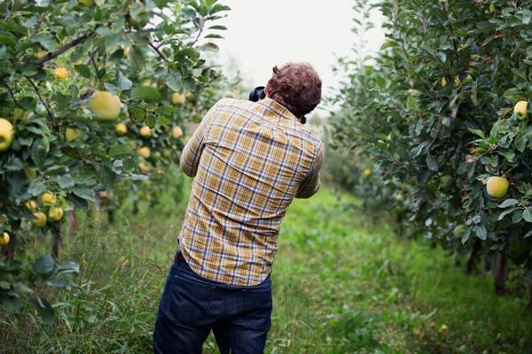 Man taking a picture of apples.