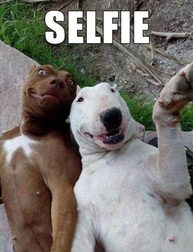 Meme of two dogs with the word "Selfie." 