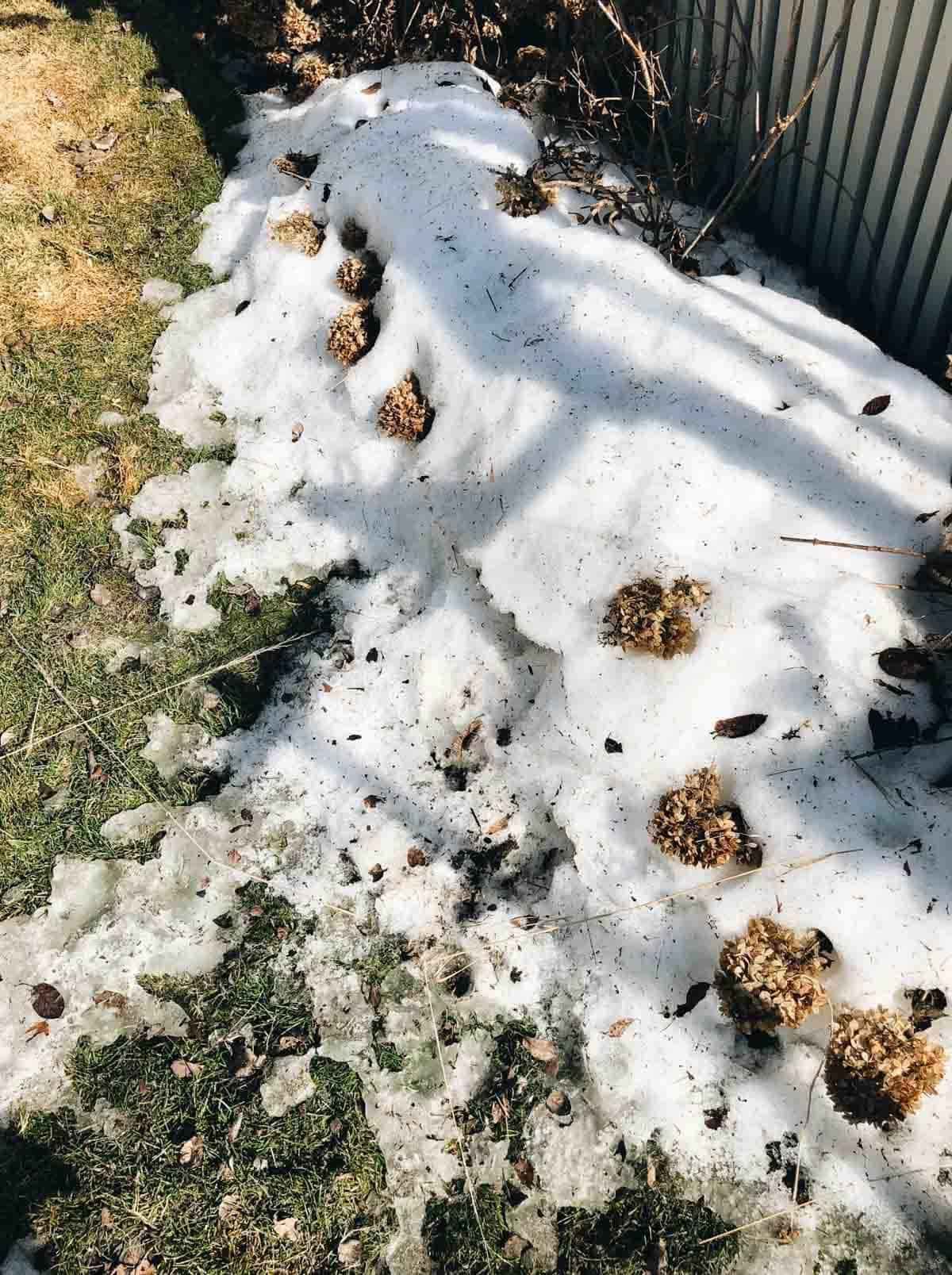 Spring snow on the ground.