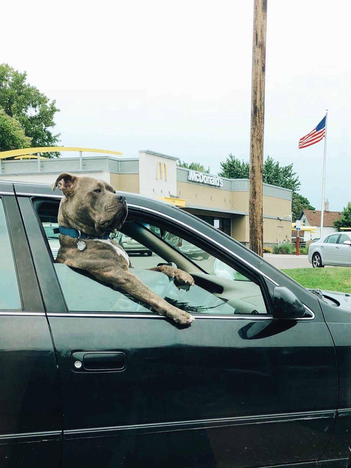 Large dog looking out a car window.