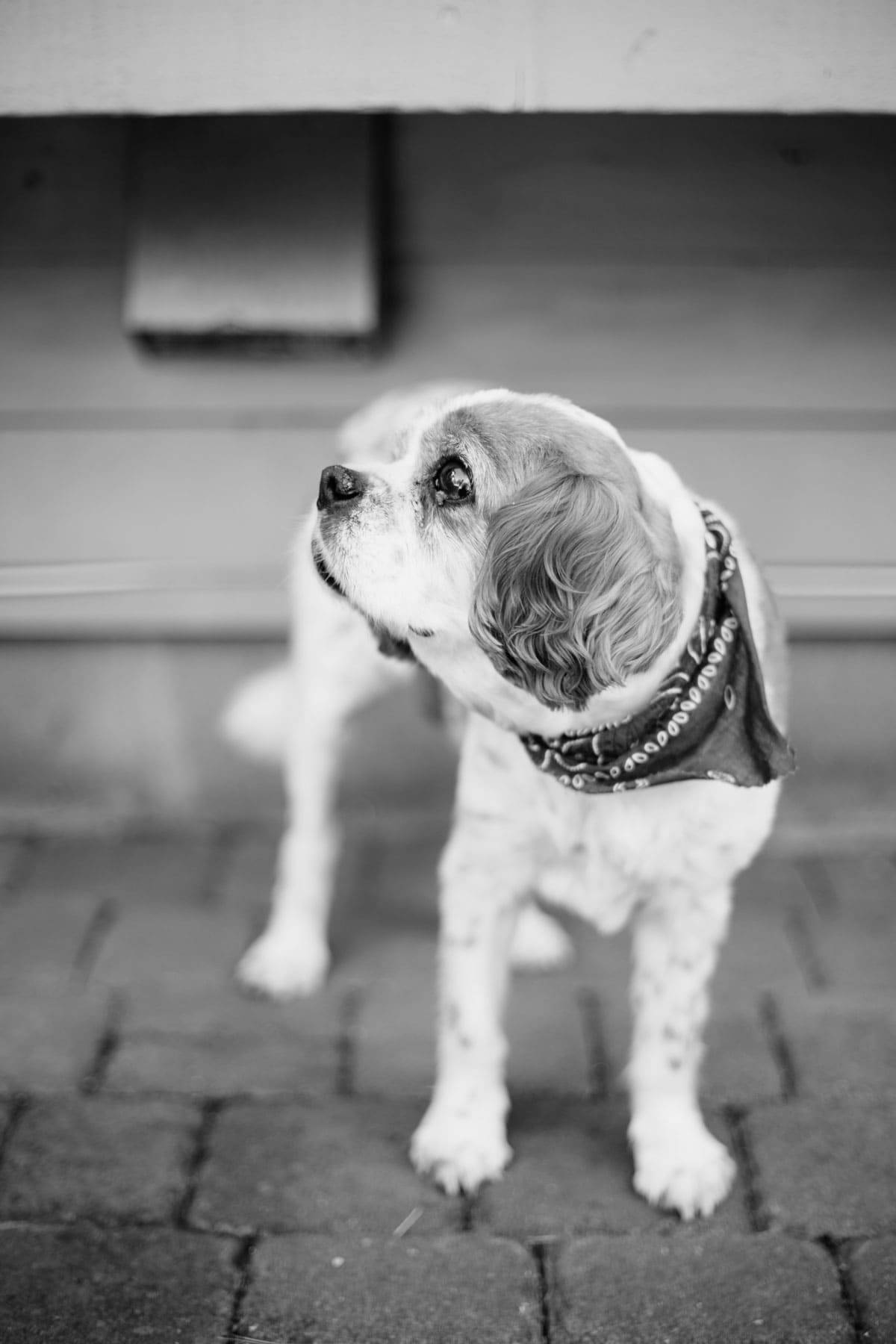 Dog in black and white.