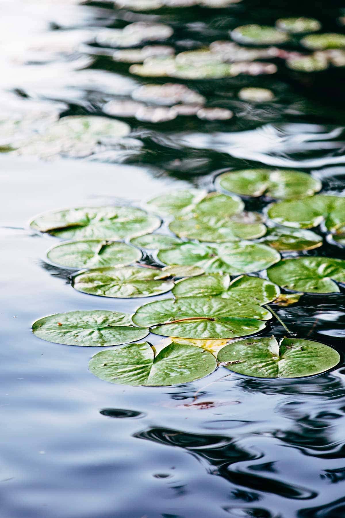 Lily pads on the water.