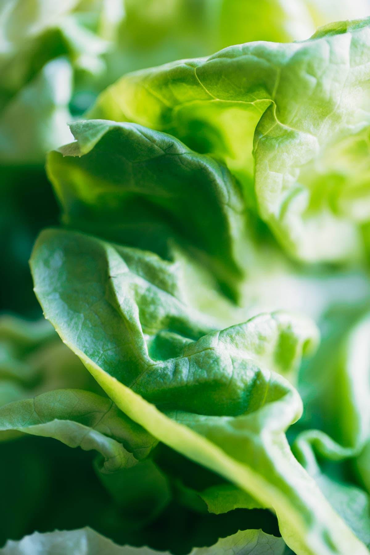 Close up lettuce.