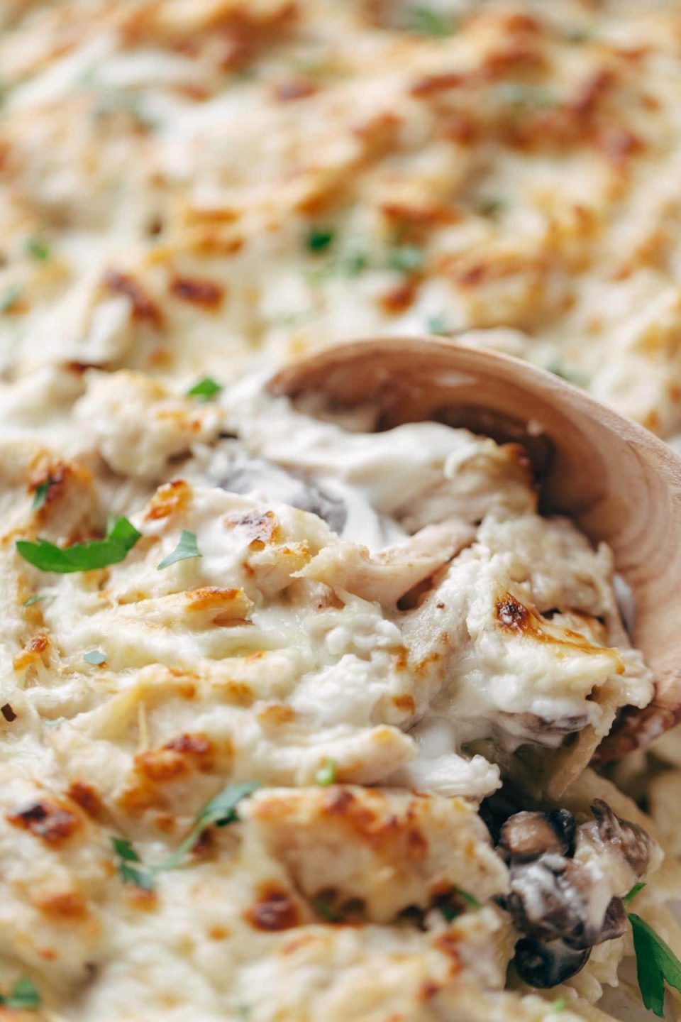 Chicken Tetrazzini Recipe - Pinch of Yum