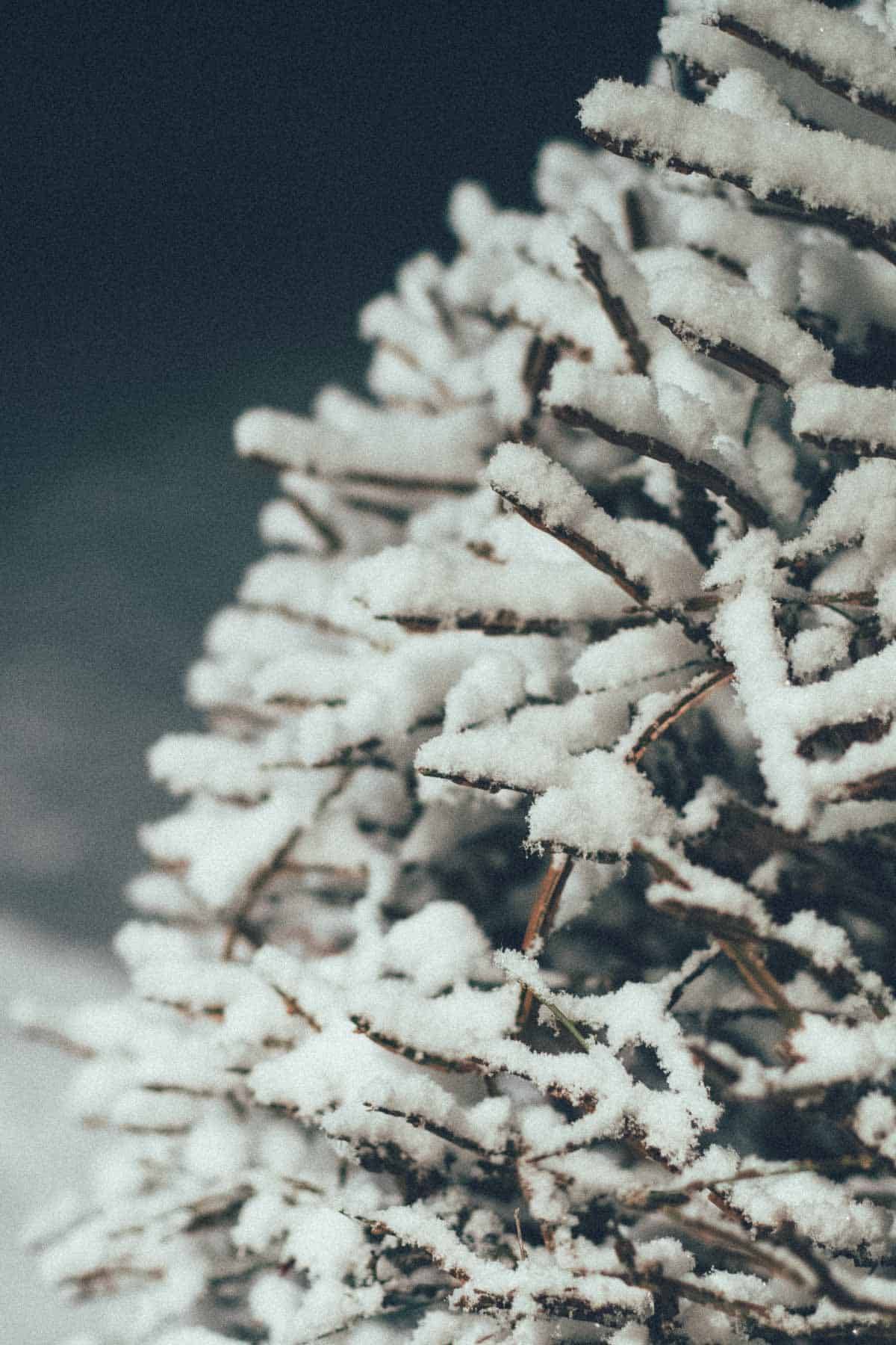 Snow on a bush.