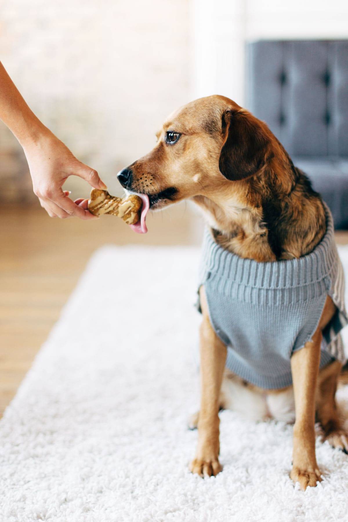 Homemade Dog Treats - 5 ingredient wholesome treats for your pup! | pinchofyum.com