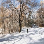 Land and trees covered with snow and a man wearing black walking in the middle with his dog.