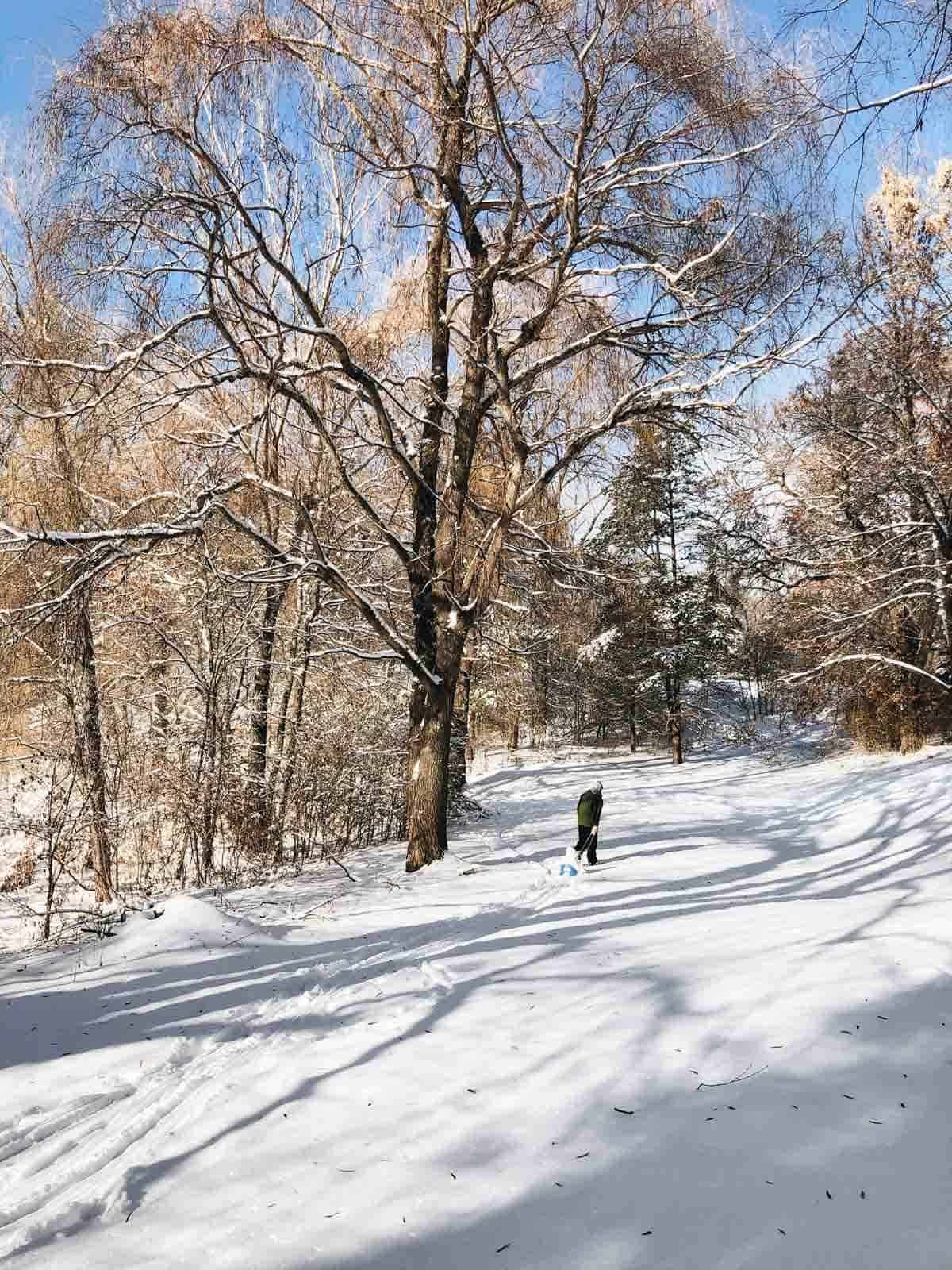 Land and trees covered with snow and a man wearing black walking in the middle with his dog.