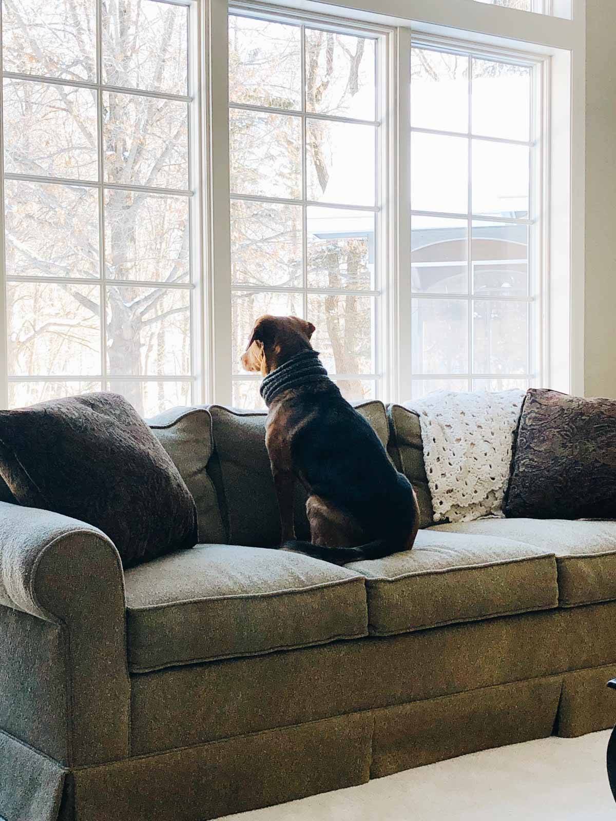 A dog sitting on a couch looking out the window.