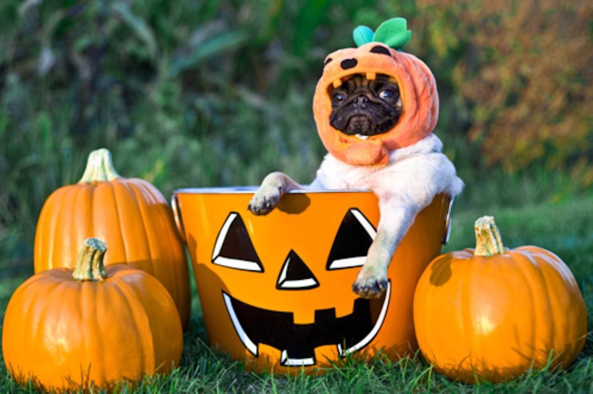 Dog wearing a pumpkin hat white sitting with pumpkins.