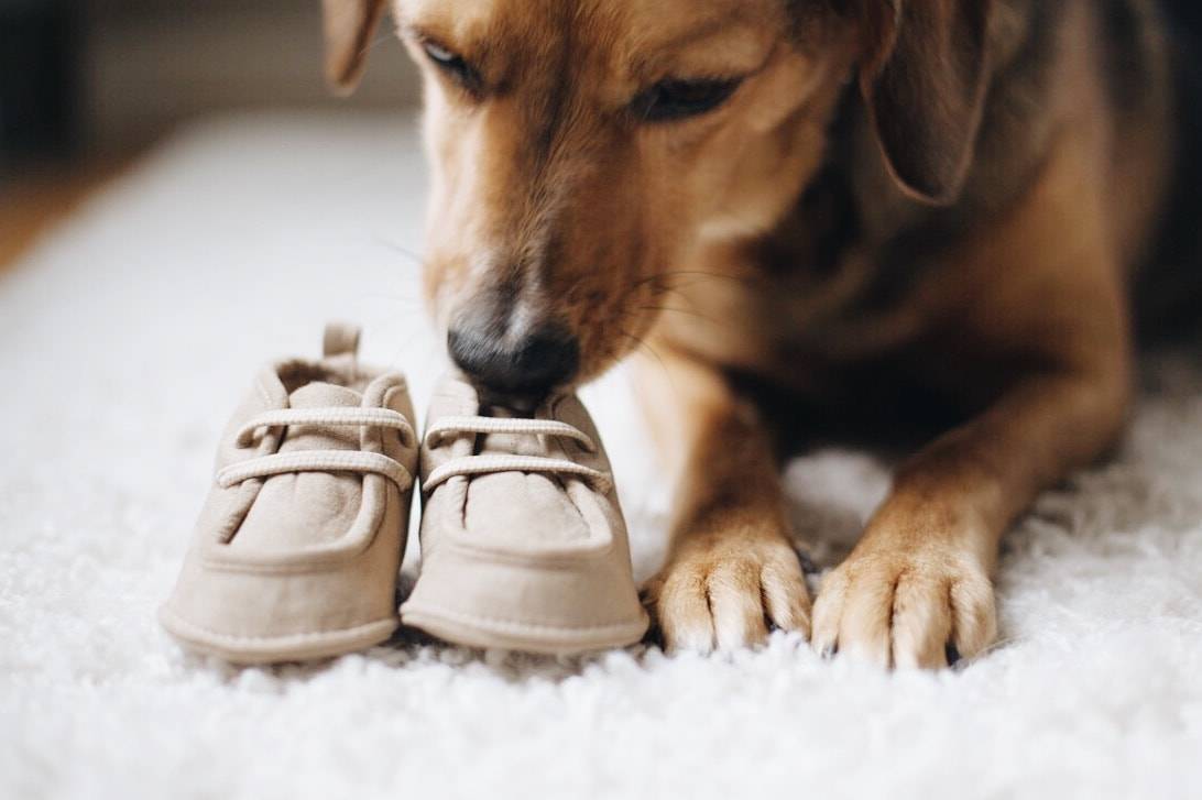 Dog sniffing baby shoes.