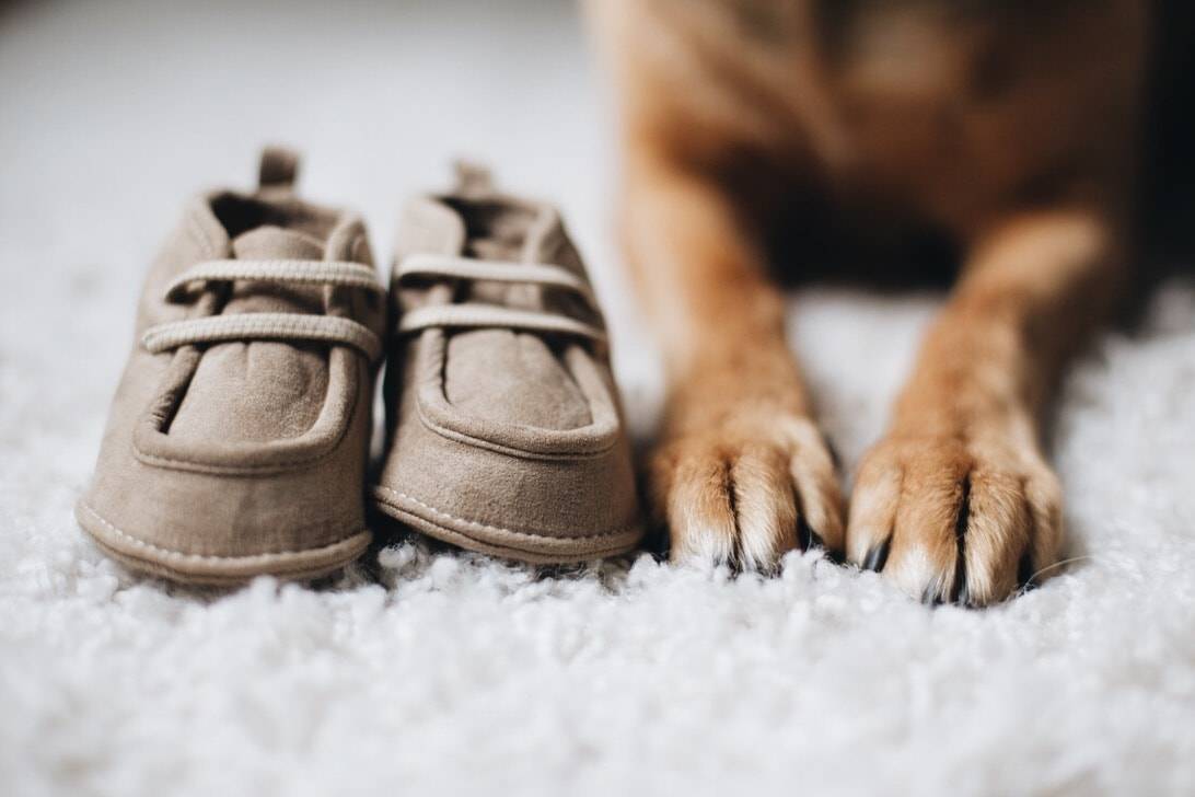 Dog paws next to baby shoes.