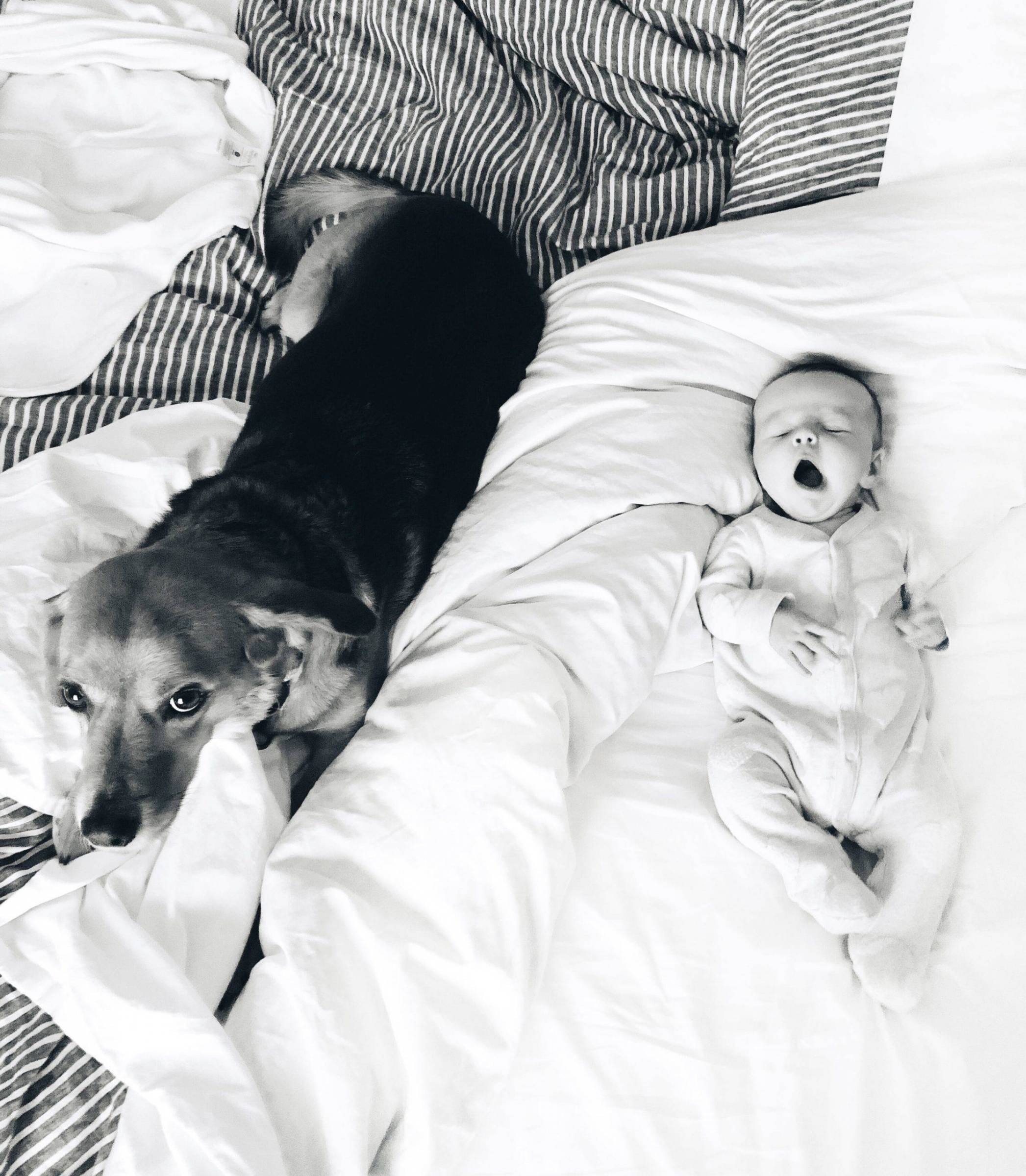 A dog and a baby laying on a bed.