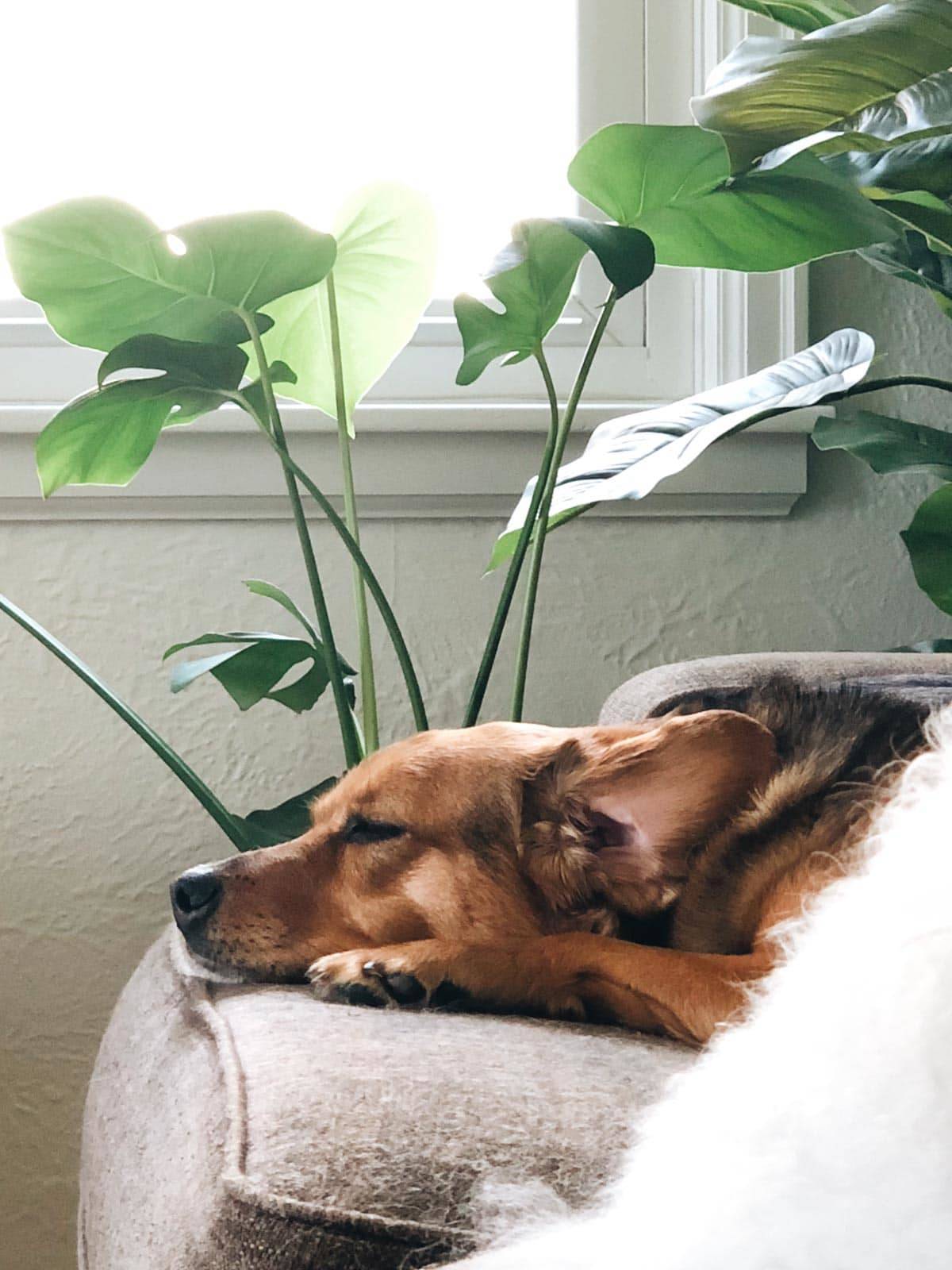 A brown dog lying on a soft chair with green plants nearby.