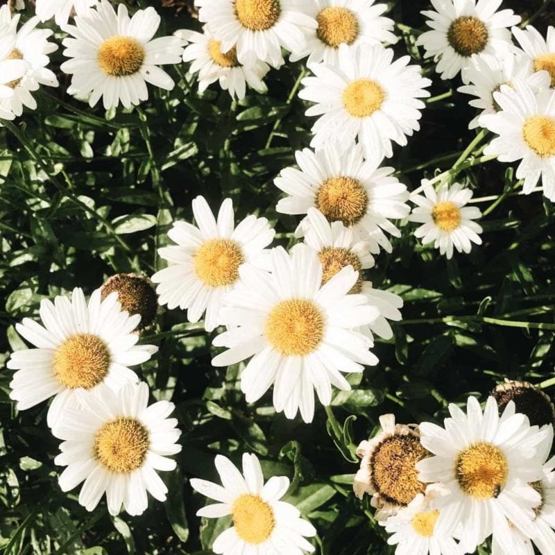 Daisies (white with gold center) close together on a bed of greenery.