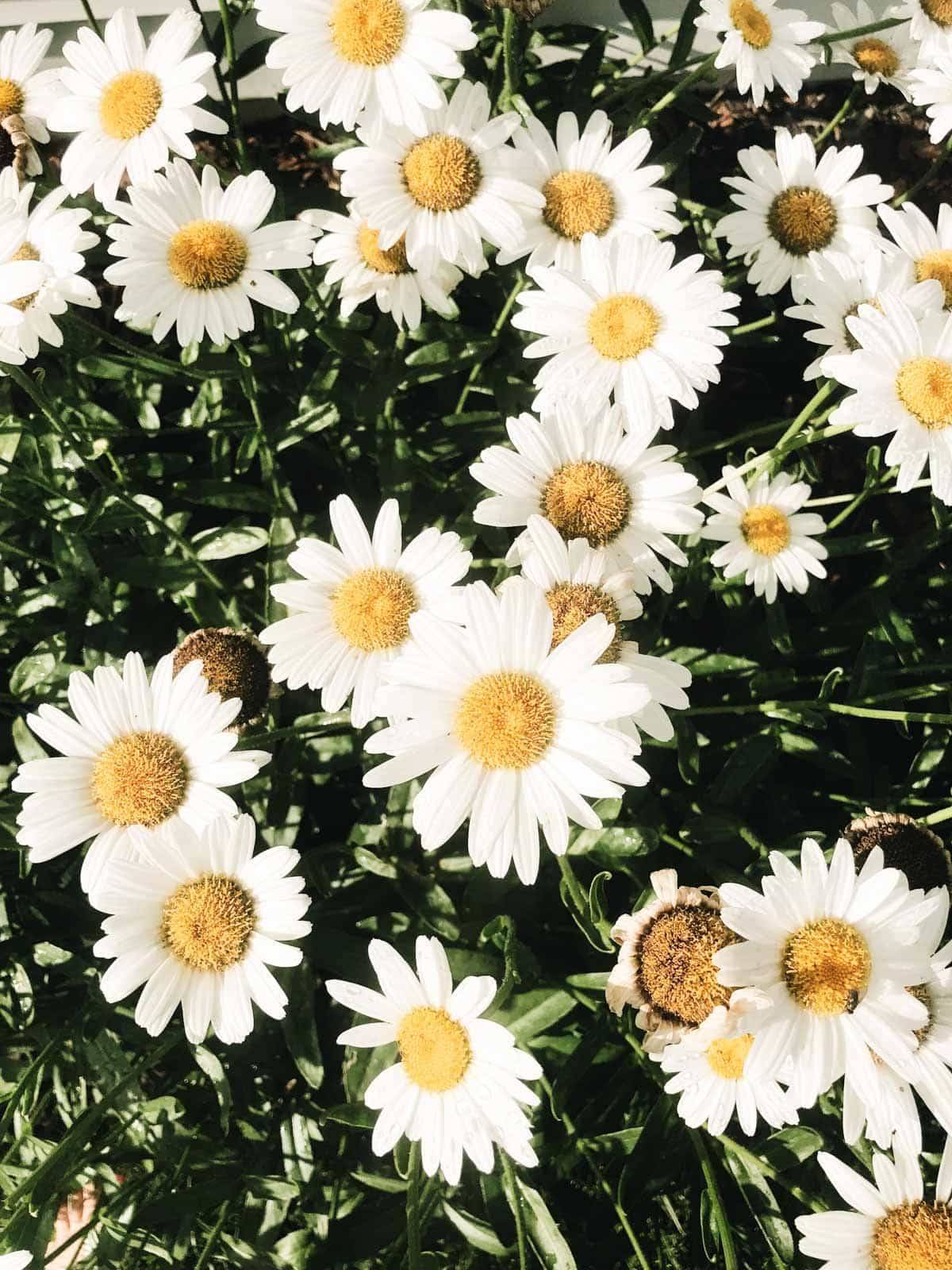 Daisies (white with gold center) close together on a bed of greenery.