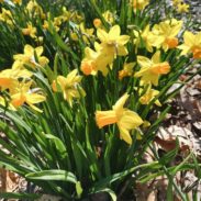 Yellow daffodils growing in a garden.