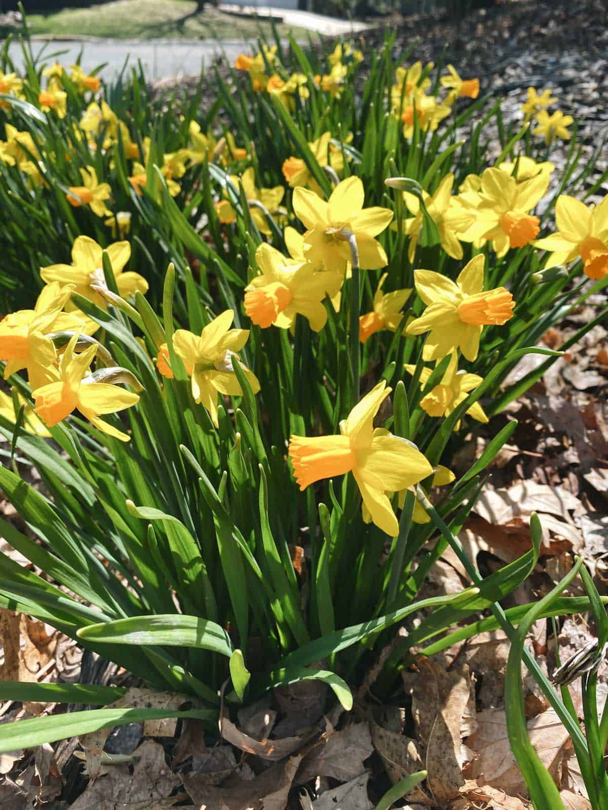 Yellow daffodils growing in a garden.