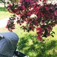 Stroller under a blooming tree in a sunny park.