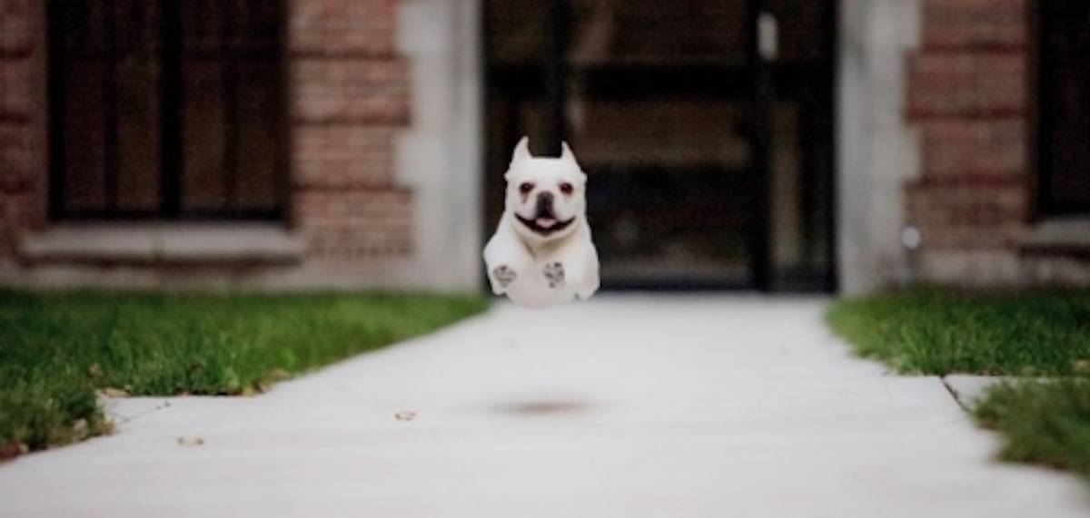 Puppy jumping in the air.