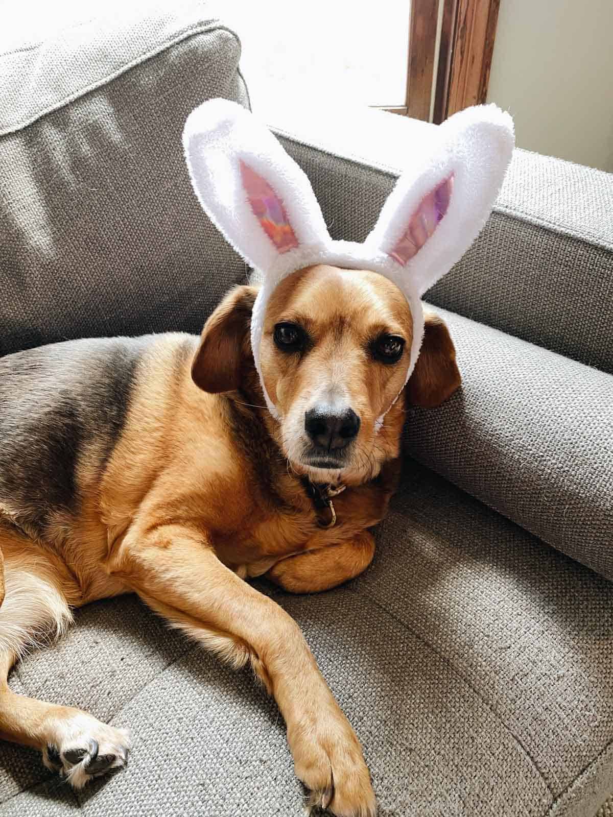 Sage lying on a chair with bunny ears on.