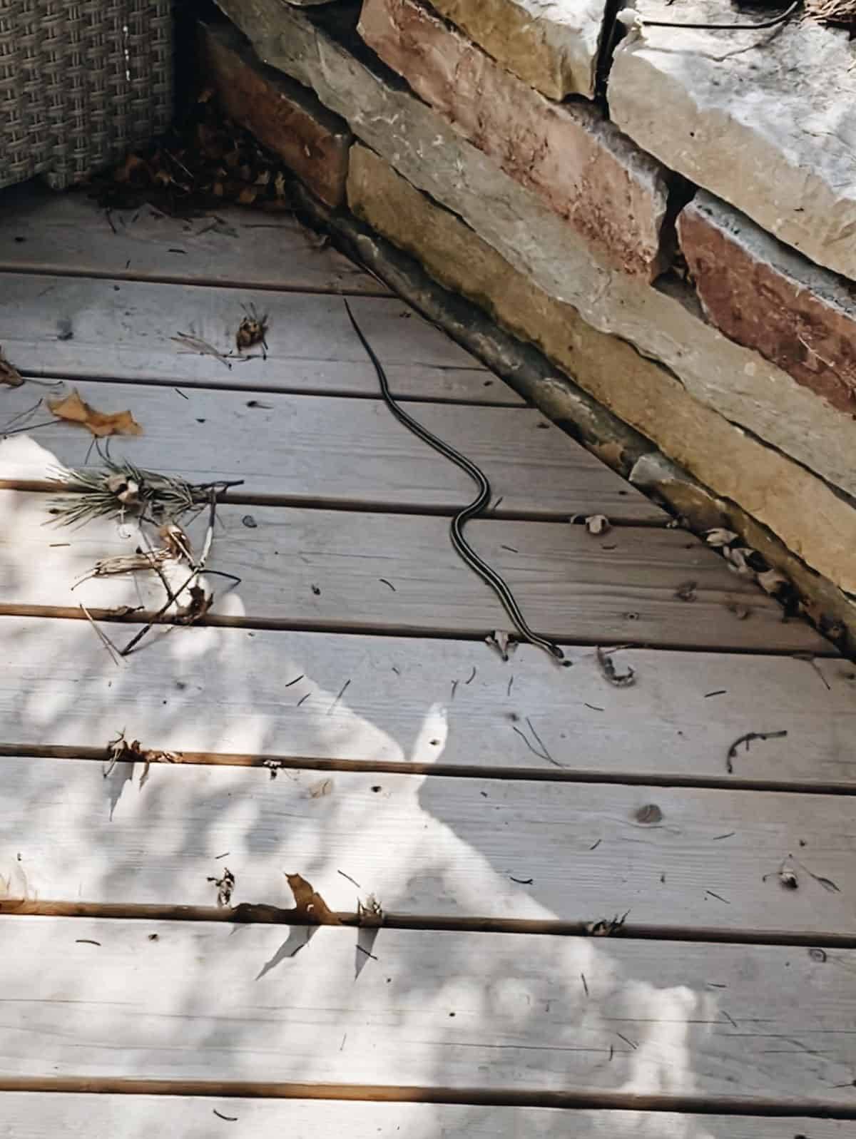 A snake on a deck.