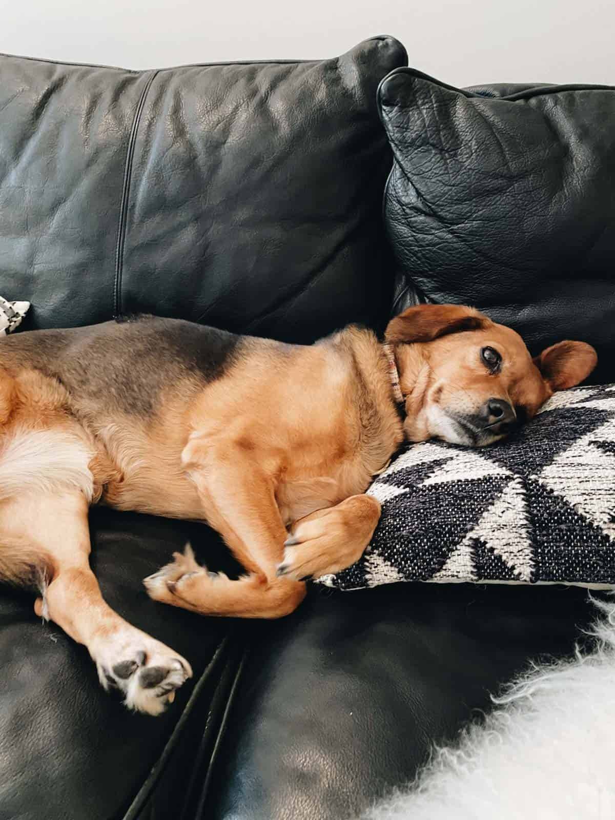 A brown dog, its head on a pillow, relaxes on a black couch.