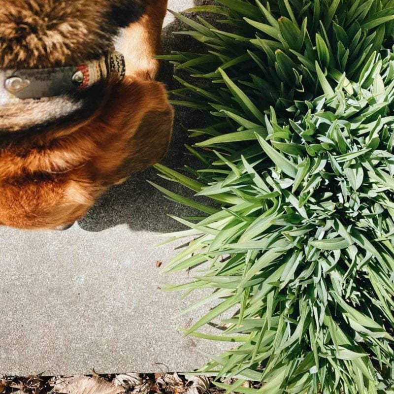 A dog sniffing the ground next to a grassy bush.