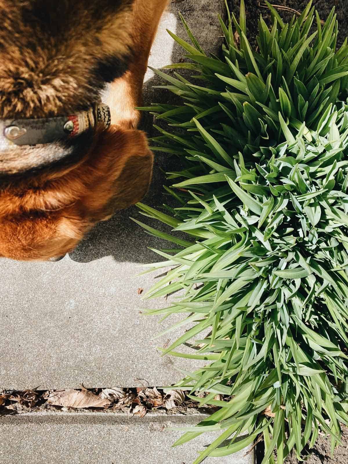A dog sniffing the ground next to a grassy bush.