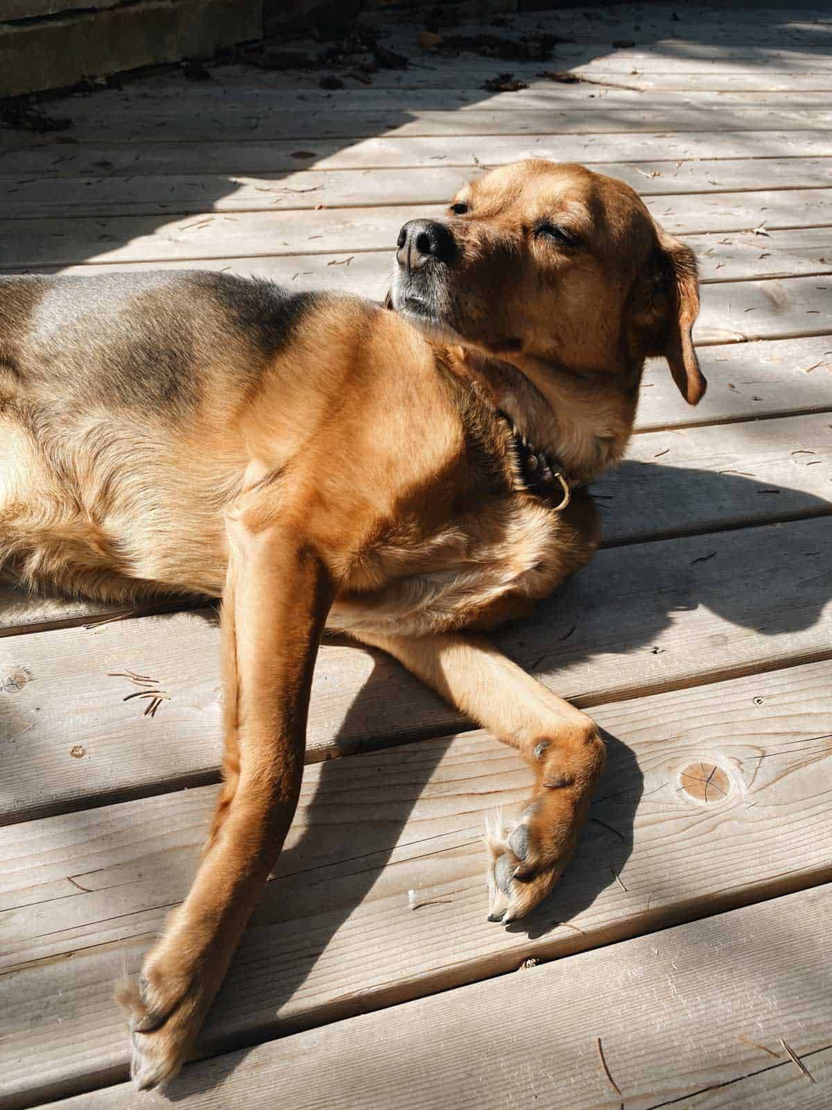 A dog lying in the sun.