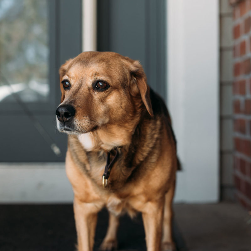 Dog standing in front of a house door.
