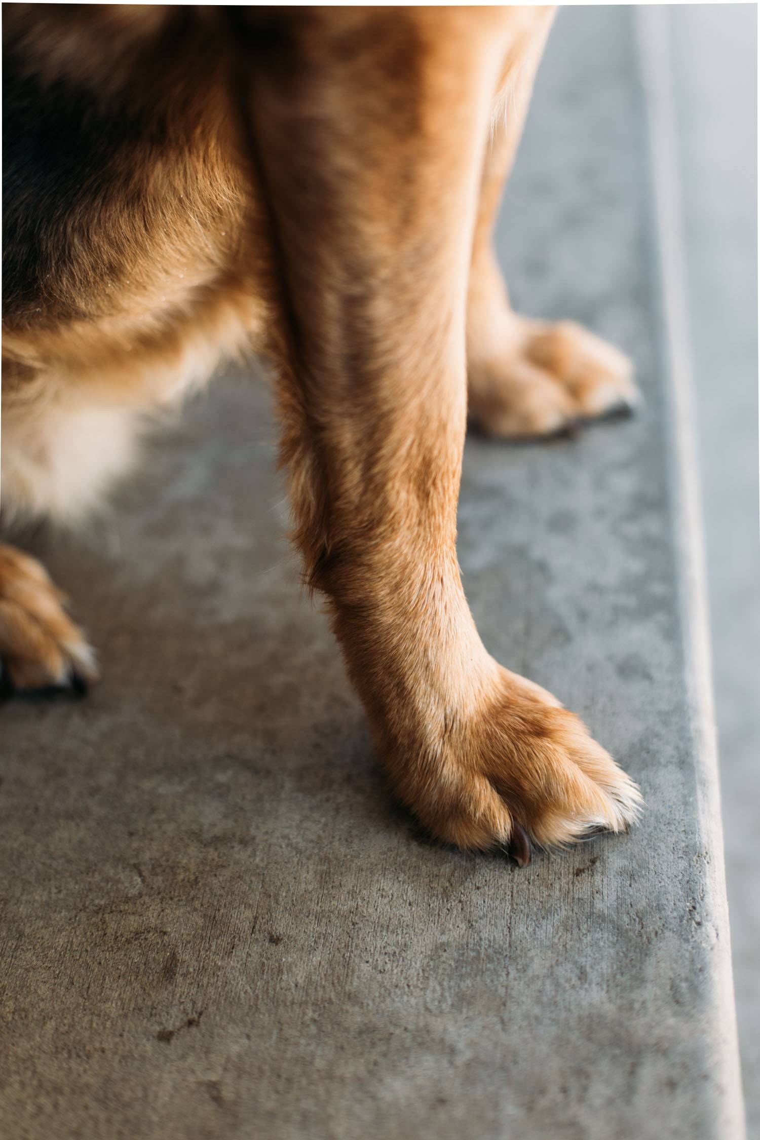 Close-up of dog paw