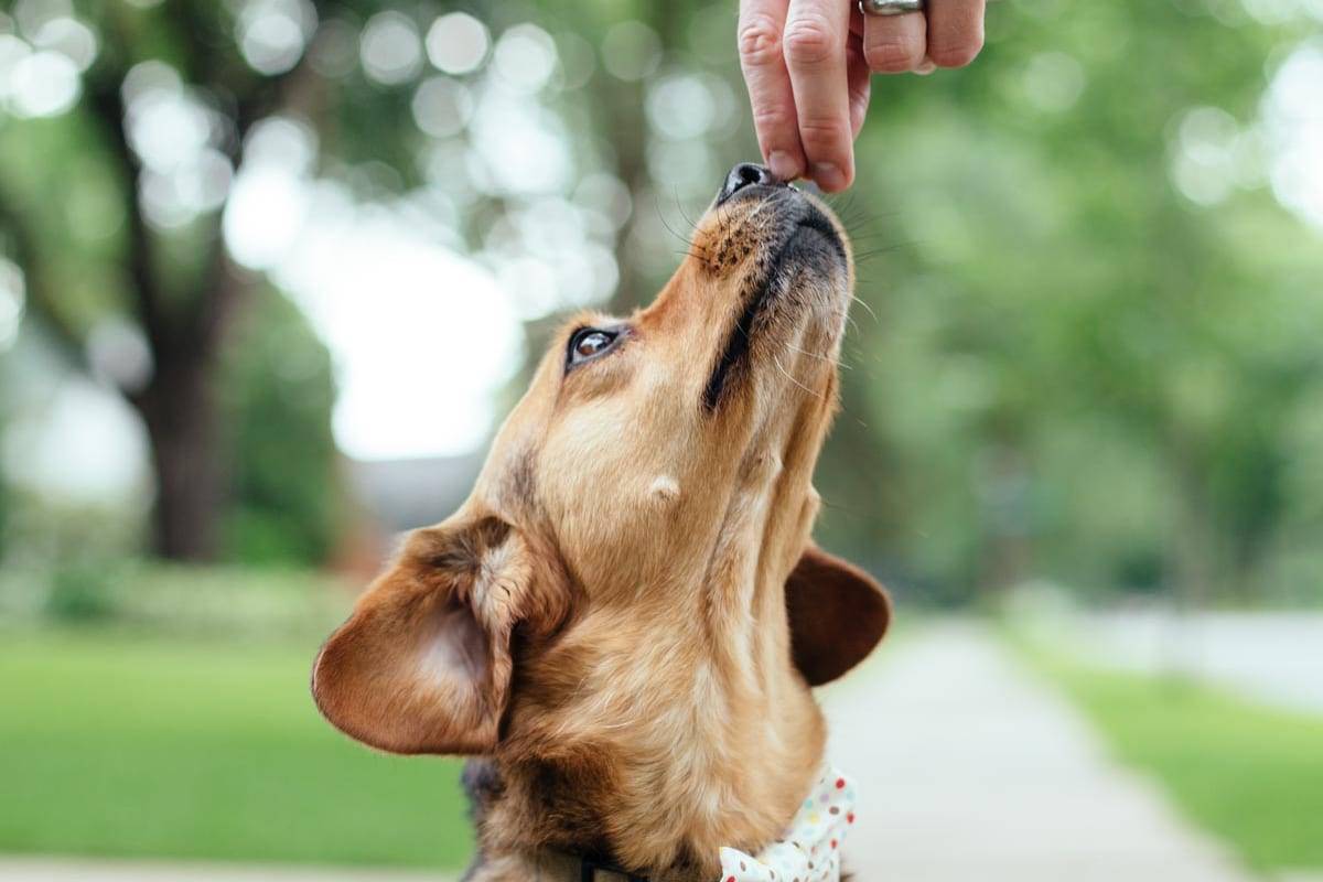 Dog reaching for a treat.