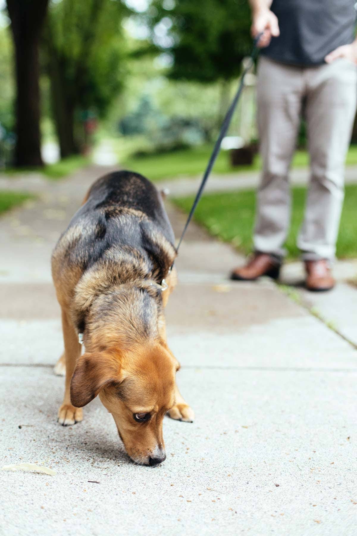 Dog walking on a sidewalk.