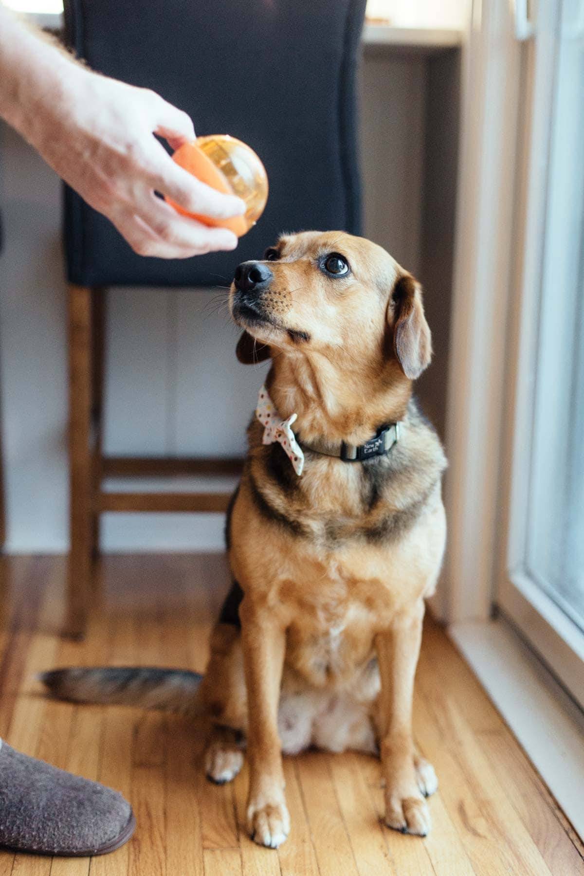 Dog looking at an orange ball.