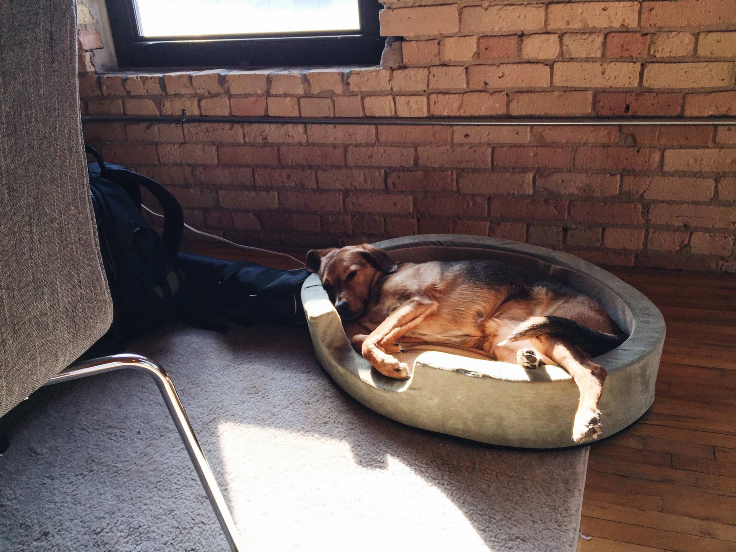 Dog laying in a dog bed.
