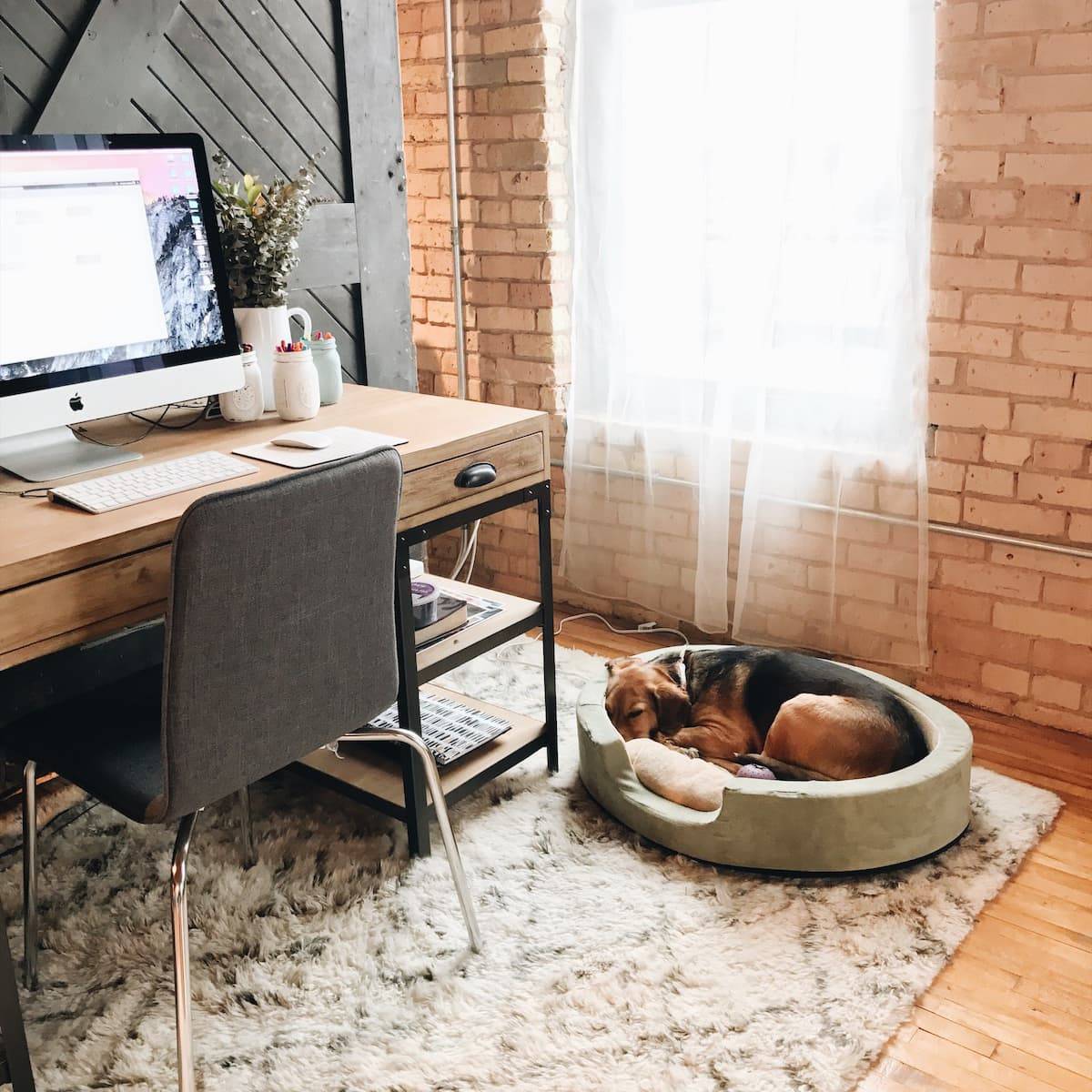 Sage sleeps in a dog bed in a home office.