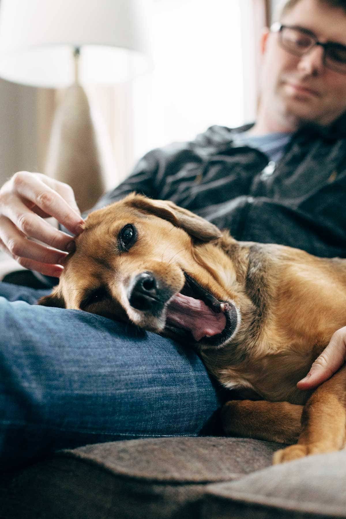 Dog yawning on a man's lap.