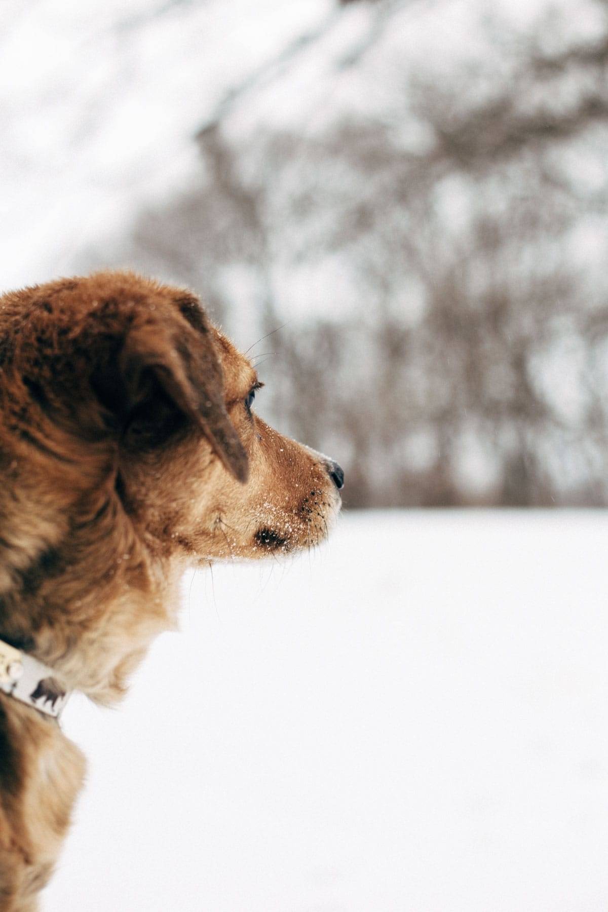 A brown dog stares at trees in a snowy winter.