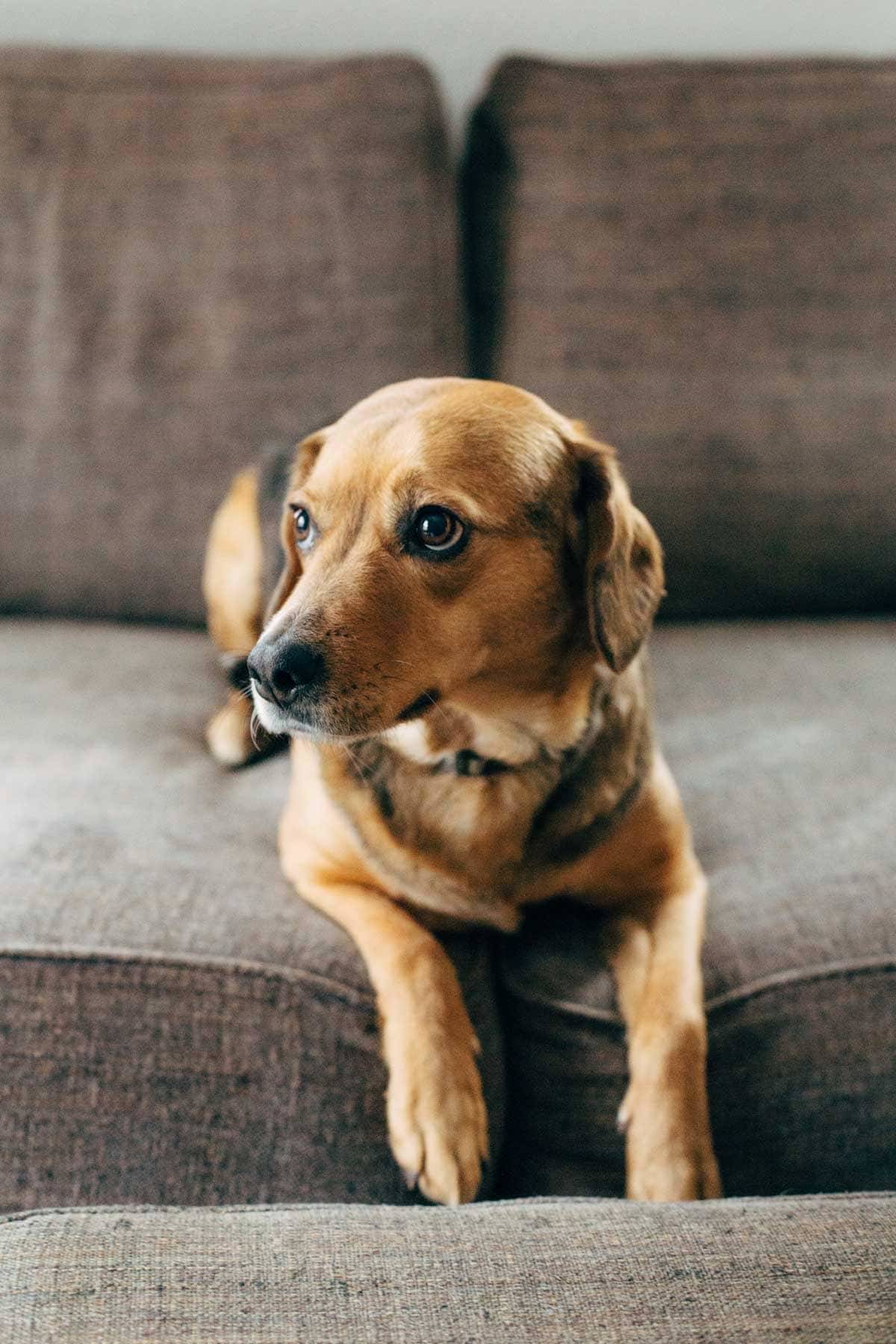 Dog on a couch.