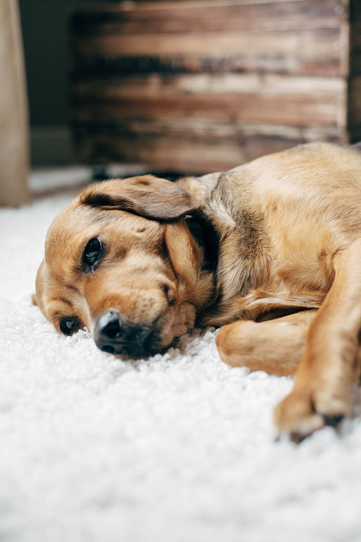 Dog laying on a carpet.