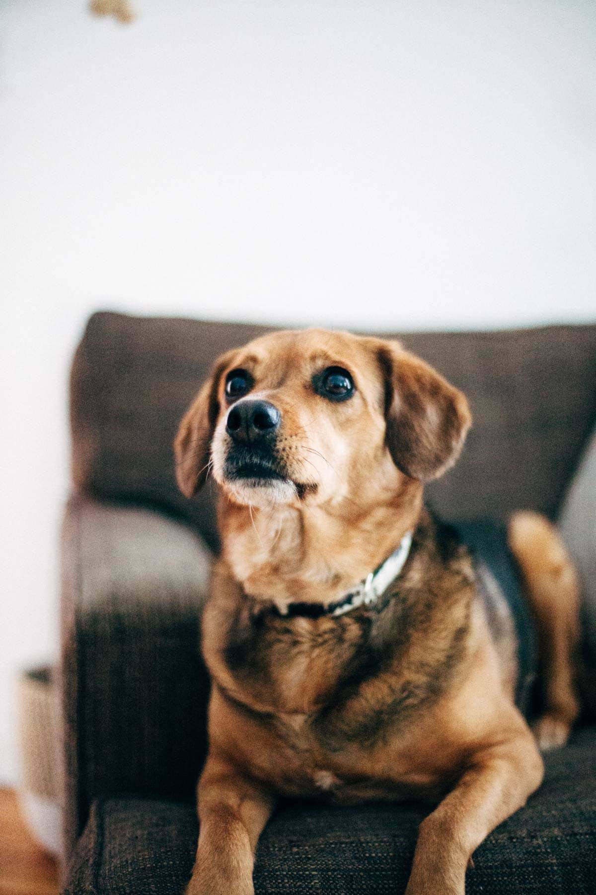 A dog sitting on a couch and looking upwards.