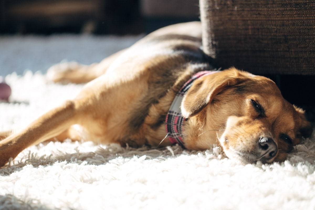 Dog sleeping on a carpet.